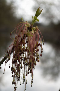 Close-up of wilted plant against cloudy sky