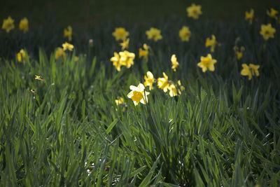 Close-up of yellow flowering plants on field
