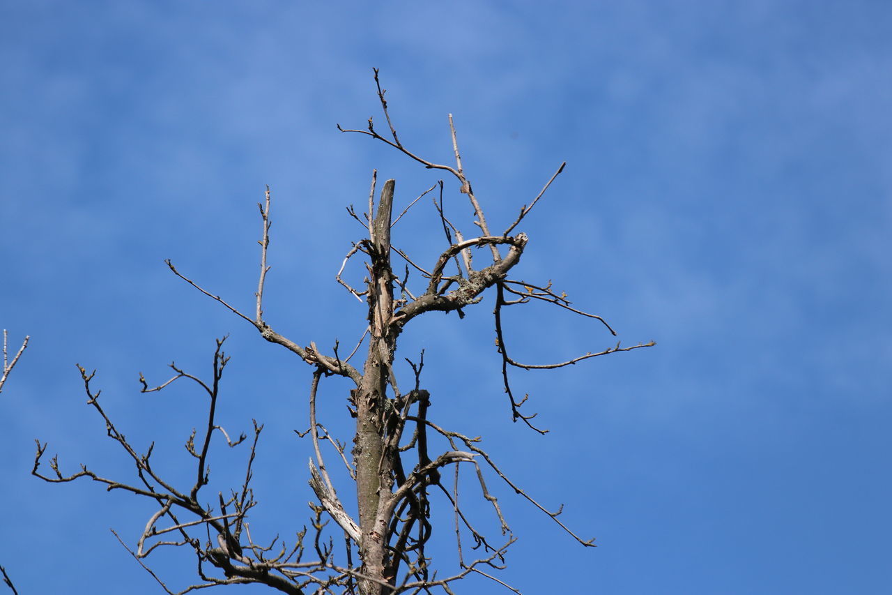 LOW ANGLE VIEW OF DEAD PLANT AGAINST BLUE SKY