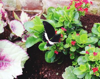 Close-up of butterfly on pink flower