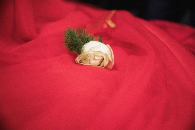 Close up of red flower