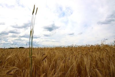 Crop on field against cloudy sky