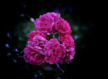 Close-up of pink rose flower blooming outdoors