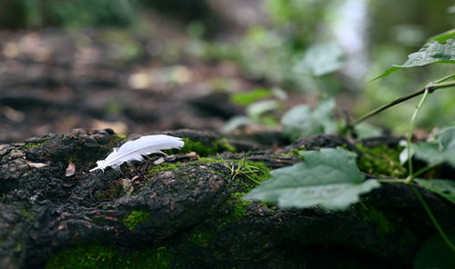 Close-up of white mushroom