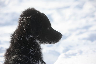 Close-up of a dog looking away