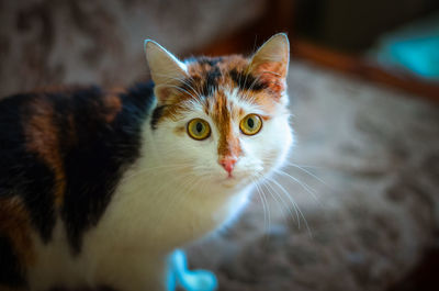 Close-up portrait of cat