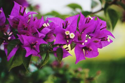 Close-up of purple flowering plants