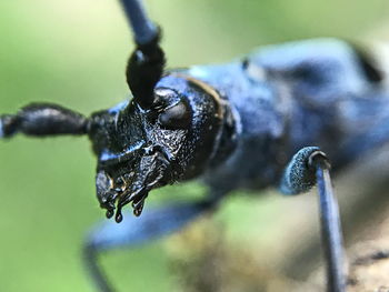 Close-up of spider