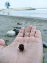 Cropped image of hand holding sea shore