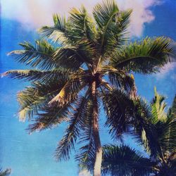 Low angle view of palm trees against blue sky