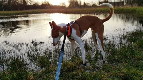 Dog standing by lake