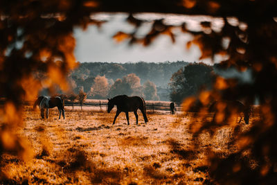 Horses grazing in a field