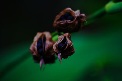 Close-up of wilted flower on plant