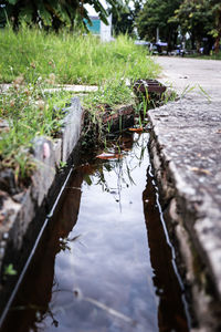 Close-up of plants growing on land by lake