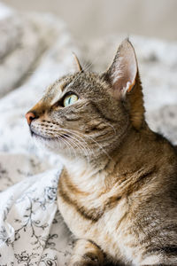 Close-up of a cat looking away