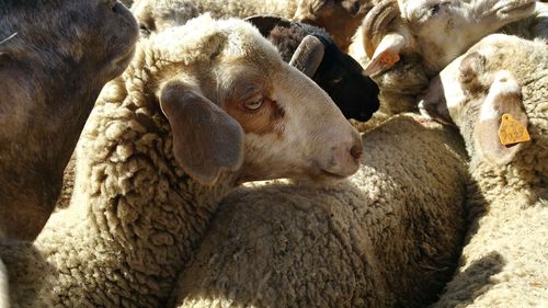 Close-up of sheep lying down