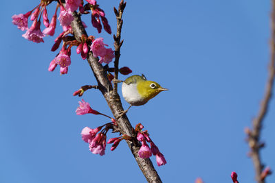 Low angle view of bird perching on tree against sky