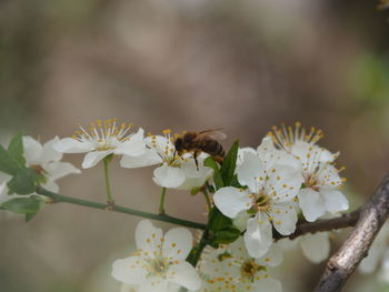 Close-up of bee pollinating flower