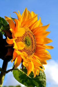 Close-up of sunflower blooming against sky