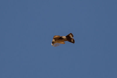 Low angle view of bird flying against clear sky