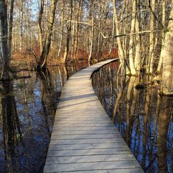 Empty footpath amidst trees in forest