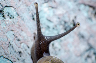 Close-up of snail on rock