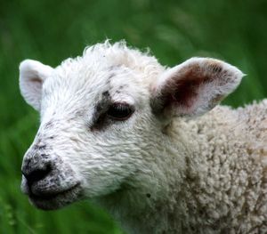 Close-up of sheep in a field