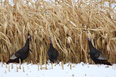 View of birds on field during winter