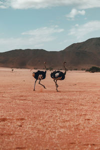 Two ostriches in the namibian desert