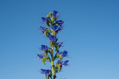 Low angle view of flowering plant against blue sky