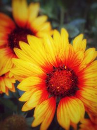 Close-up of yellow flower