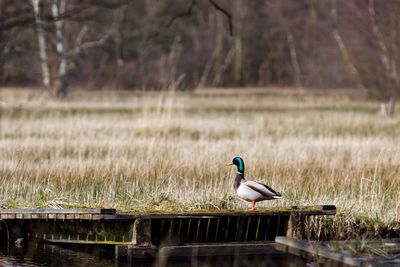 Side view of duck perching on platform next to pond