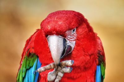 Close-up of parrot perching