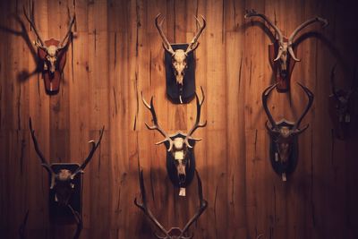 Close-up of animal heads mounted on wooden wall