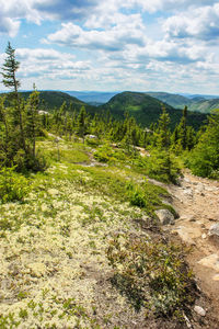 Scenic view of forest against sky