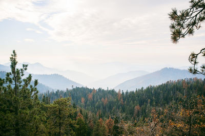 Scenic view of forest against sky