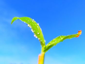 Close-up of wet plant against blue sky