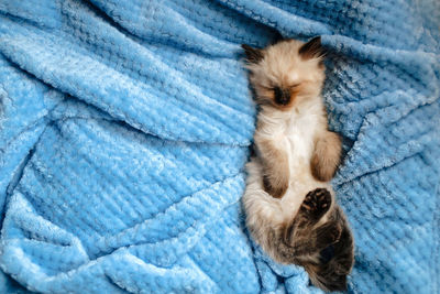 High angle view of cat sleeping on bed