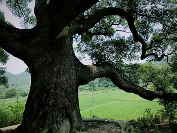 Trees on landscape