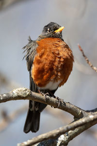 Close-up of bird perching on branch