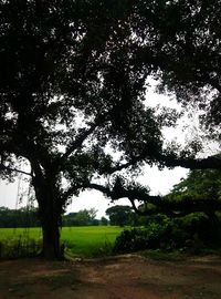 Trees on field against sky