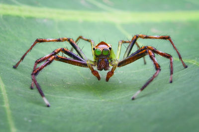 Close-up of spider