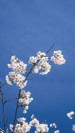 Low angle view of cherry blossoms against blue sky