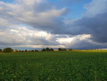 Scenic view of agricultural field against sky