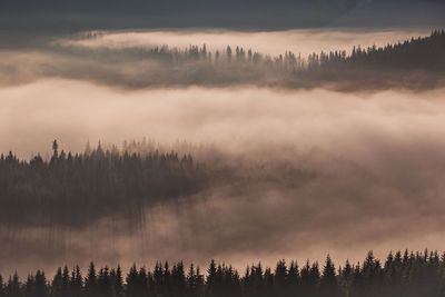 Winter landscape from rodnei mountain. a cold foggy morning with heavy snow.