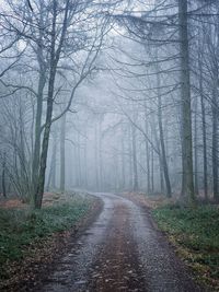 Dirt road in foggy forest