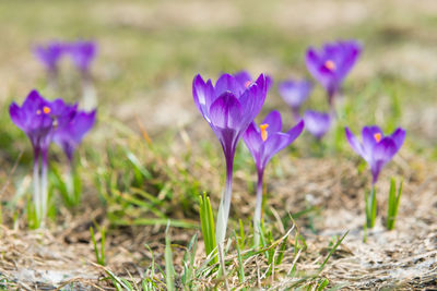 Close-up of purple crocus flowers on field