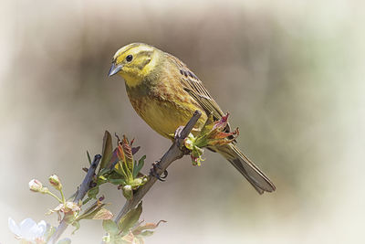 Close-up of a bird perching on a plant