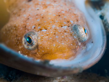 Portrait of a clingfish (diplecogaster bimaculata)