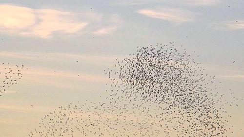 Low angle view of birds flying in sky